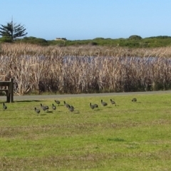 Fulica atra (Eurasian Coot) at Bermagui, NSW - 15 Aug 2013 by robndane