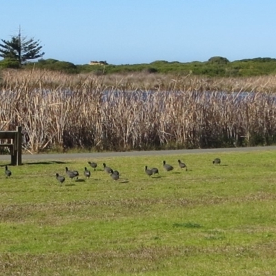 Fulica atra (Eurasian Coot) at Bermagui, NSW - 15 Aug 2013 by robndane