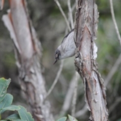 Daphoenositta chrysoptera (Varied Sittella) at Eden, NSW - 13 Jun 2014 by kelpie