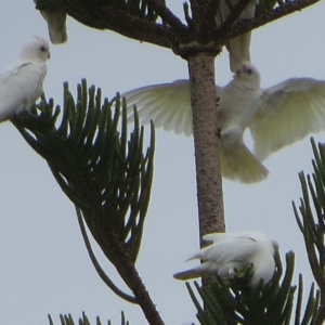 Cacatua sanguinea at Bermagui, NSW - 5 Oct 2013 12:00 AM