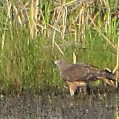 Circus approximans (Swamp Harrier) at Bermagui, NSW - 14 Oct 2013 by robndane