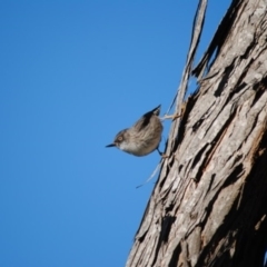 Daphoenositta chrysoptera (Varied Sittella) at Eden, NSW - 17 Jun 2014 by kelpie