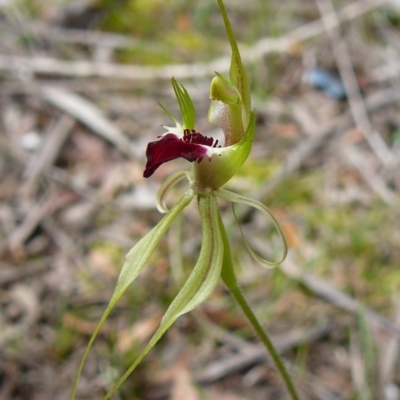 Caladenia tentaculata (Fringed Spider Orchid) at Wonboyn, NSW - 3 Oct 2011 by GlendaWood