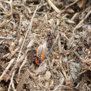 Monophlebulus sp. (genus) at Jerrabomberra, ACT - 5 Oct 2018 09:51 AM