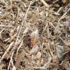 Monophlebulus sp. (genus) at Jerrabomberra, ACT - 5 Oct 2018 09:51 AM