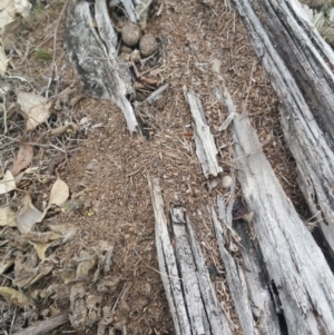 Papyrius nitidus at Jerrabomberra, ACT - suppressed