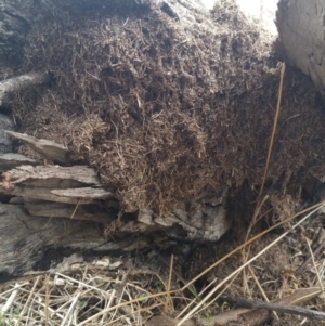 Papyrius nitidus at Jerrabomberra, ACT - suppressed