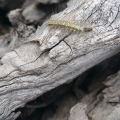 Uraba lugens (Gumleaf Skeletonizer) at Jerrabomberra, ACT - 4 Oct 2018 by nath_kay