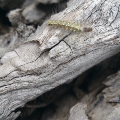 Uraba lugens (Gumleaf Skeletonizer) at Jerrabomberra, ACT - 4 Oct 2018 by nath_kay