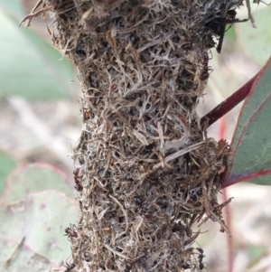 Papyrius nitidus at Jerrabomberra, ACT - 5 Oct 2018