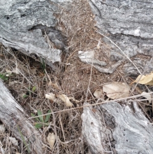 Papyrius nitidus at Jerrabomberra, ACT - 5 Oct 2018