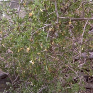 Lycium ferocissimum at Jerrabomberra, ACT - 5 Oct 2018