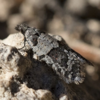 Meritastis lythrodana (A tortrix or leafroller moth) at Illilanga & Baroona - 21 Jun 2018 by Illilanga