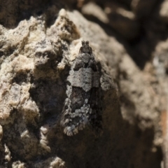 Meritastis lythrodana at Michelago, NSW - 21 Jun 2018