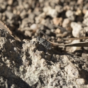 Meritastis lythrodana at Michelago, NSW - 21 Jun 2018