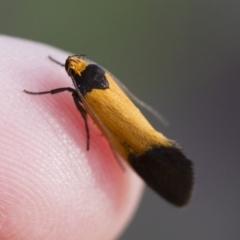 Merocroca automima at Michelago, NSW - 1 Nov 2017 04:45 PM