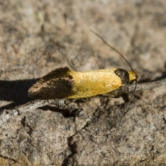 Merocroca automima at Michelago, NSW - 1 Nov 2017 04:45 PM