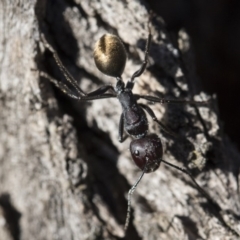 Camponotus suffusus at Michelago, NSW - 21 Jun 2018