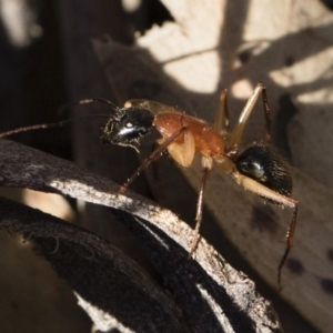 Camponotus nigriceps at Michelago, NSW - 21 Jun 2018 03:03 PM