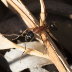 Camponotus nigriceps at Michelago, NSW - 21 Jun 2018 03:03 PM