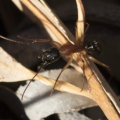 Camponotus nigriceps at Michelago, NSW - 21 Jun 2018 03:03 PM