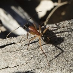 Camponotus nigriceps at Michelago, NSW - 21 Jun 2018 03:03 PM