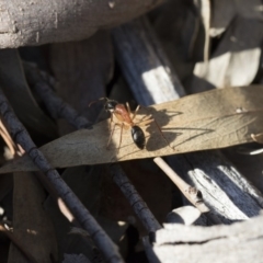 Camponotus nigriceps at Michelago, NSW - 21 Jun 2018 03:03 PM