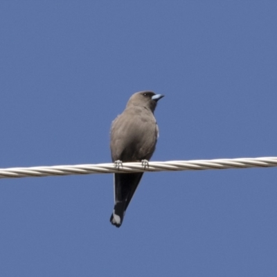 Artamus cyanopterus cyanopterus (Dusky Woodswallow) at Michelago, NSW - 23 Sep 2018 by Illilanga