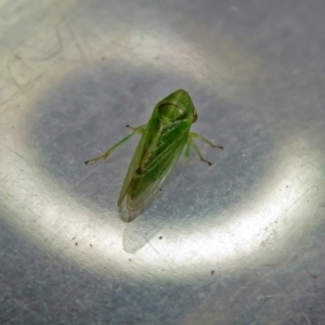 Cicadellidae (family) at Fyshwick, ACT - 5 Oct 2018 03:26 PM