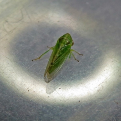 Cicadellidae (family) (Unidentified leafhopper) at Fyshwick, ACT - 5 Oct 2018 by RodDeb