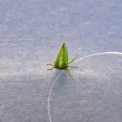 Cicadellidae (family) at Fyshwick, ACT - 5 Oct 2018 03:26 PM