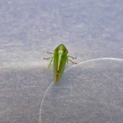 Cicadellidae (family) at Fyshwick, ACT - 5 Oct 2018 03:26 PM