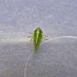 Cicadellidae (family) at Fyshwick, ACT - 5 Oct 2018 03:26 PM