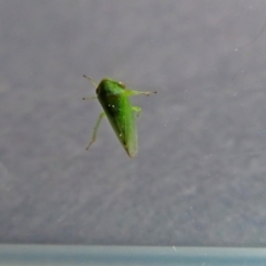 Cicadellidae (family) at Fyshwick, ACT - 5 Oct 2018 03:26 PM