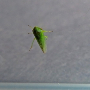 Cicadellidae (family) at Fyshwick, ACT - 5 Oct 2018