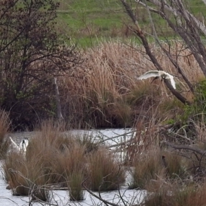 Threskiornis molucca at Fyshwick, ACT - 5 Oct 2018