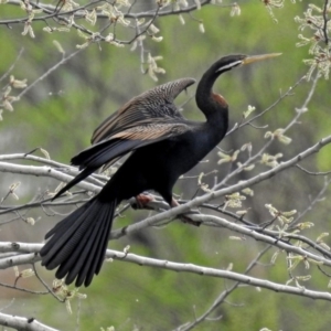 Anhinga novaehollandiae at Fyshwick, ACT - 5 Oct 2018 12:25 PM