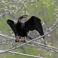 Anhinga novaehollandiae at Fyshwick, ACT - 5 Oct 2018 12:25 PM