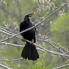 Anhinga novaehollandiae at Fyshwick, ACT - 5 Oct 2018 12:25 PM