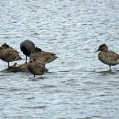 Stictonetta naevosa at Fyshwick, ACT - 5 Oct 2018