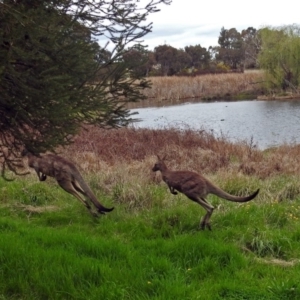 Macropus giganteus at Fyshwick, ACT - 5 Oct 2018