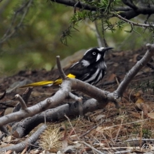 Phylidonyris novaehollandiae at Fyshwick, ACT - 5 Oct 2018 12:41 PM