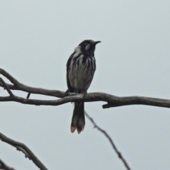 Phylidonyris novaehollandiae at Fyshwick, ACT - 5 Oct 2018 12:41 PM