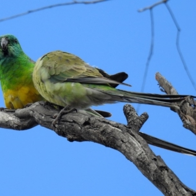 Psephotus haematonotus (Red-rumped Parrot) at Fyshwick, ACT - 5 Oct 2018 by RodDeb