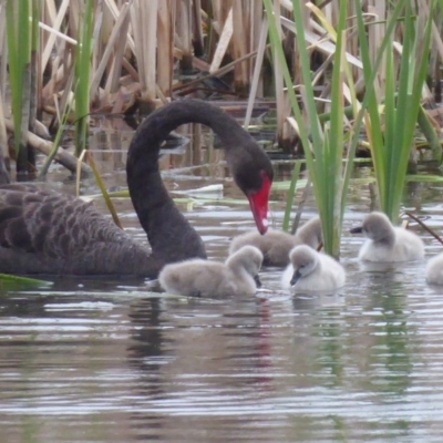 Cygnus atratus (Black Swan) at Fyshwick, ACT - 4 Oct 2018 by Christine