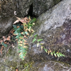 Pellaea calidirupium (Hot Rock Fern) at Wandiyali-Environa Conservation Area - 5 Oct 2018 by Wandiyali