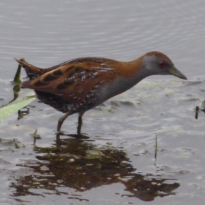 Zapornia pusilla at Fyshwick, ACT - 4 Oct 2018