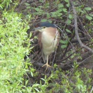 Nycticorax caledonicus at Fyshwick, ACT - 4 Oct 2018