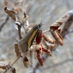 Philobota chrysopotama (A concealer moth) at Googong, NSW - 5 Oct 2018 by Wandiyali