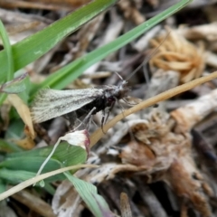 Thema protogramma (A concealer moth) at Googong, NSW - 6 Oct 2018 by Wandiyali